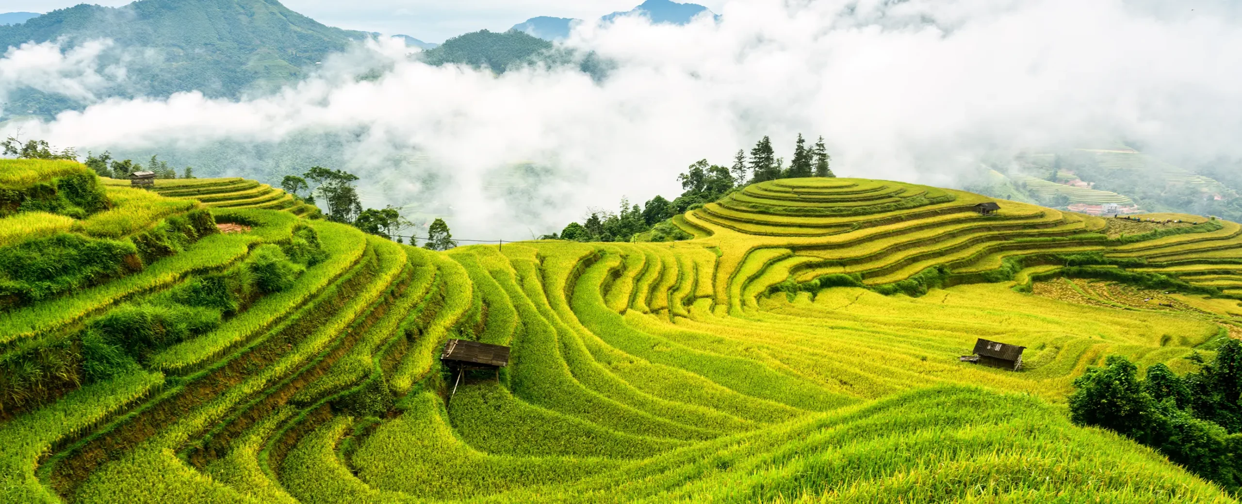 Terraced rice fields stretch across lush green hills under a misty sky. Small huts dot the landscape, conveying a serene, picturesque rural scene.