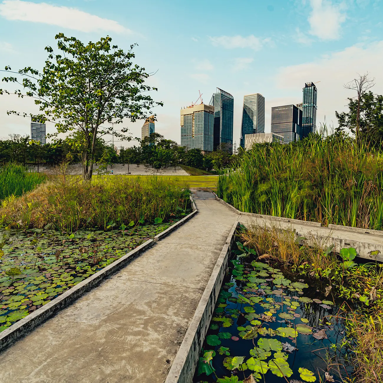 A concrete path winds through a lush wetland with water lilies and tall grasses. In the background, modern skyscrapers rise under a blue sky, blending urban and natural elements.